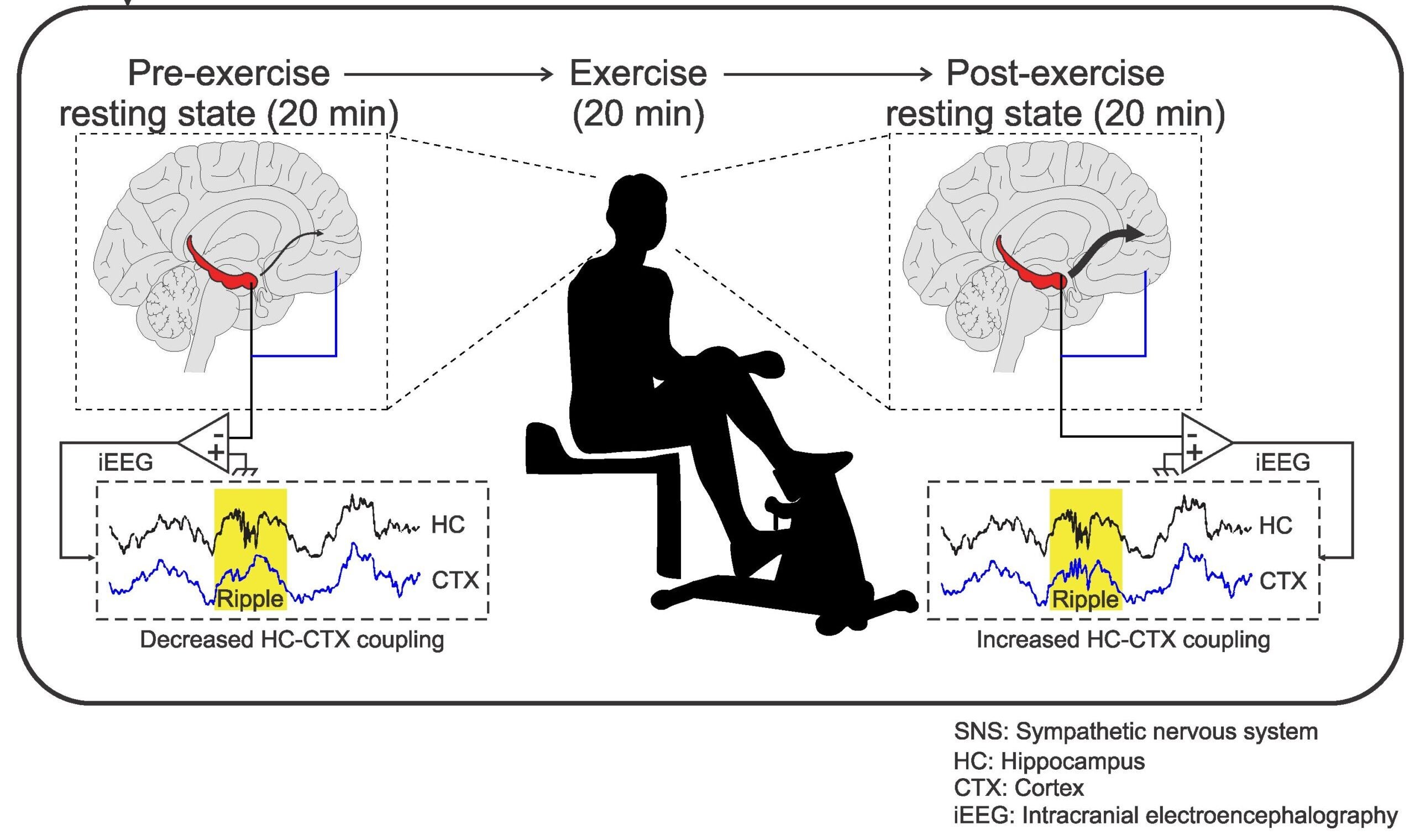 Graphical abstract of the study findings.