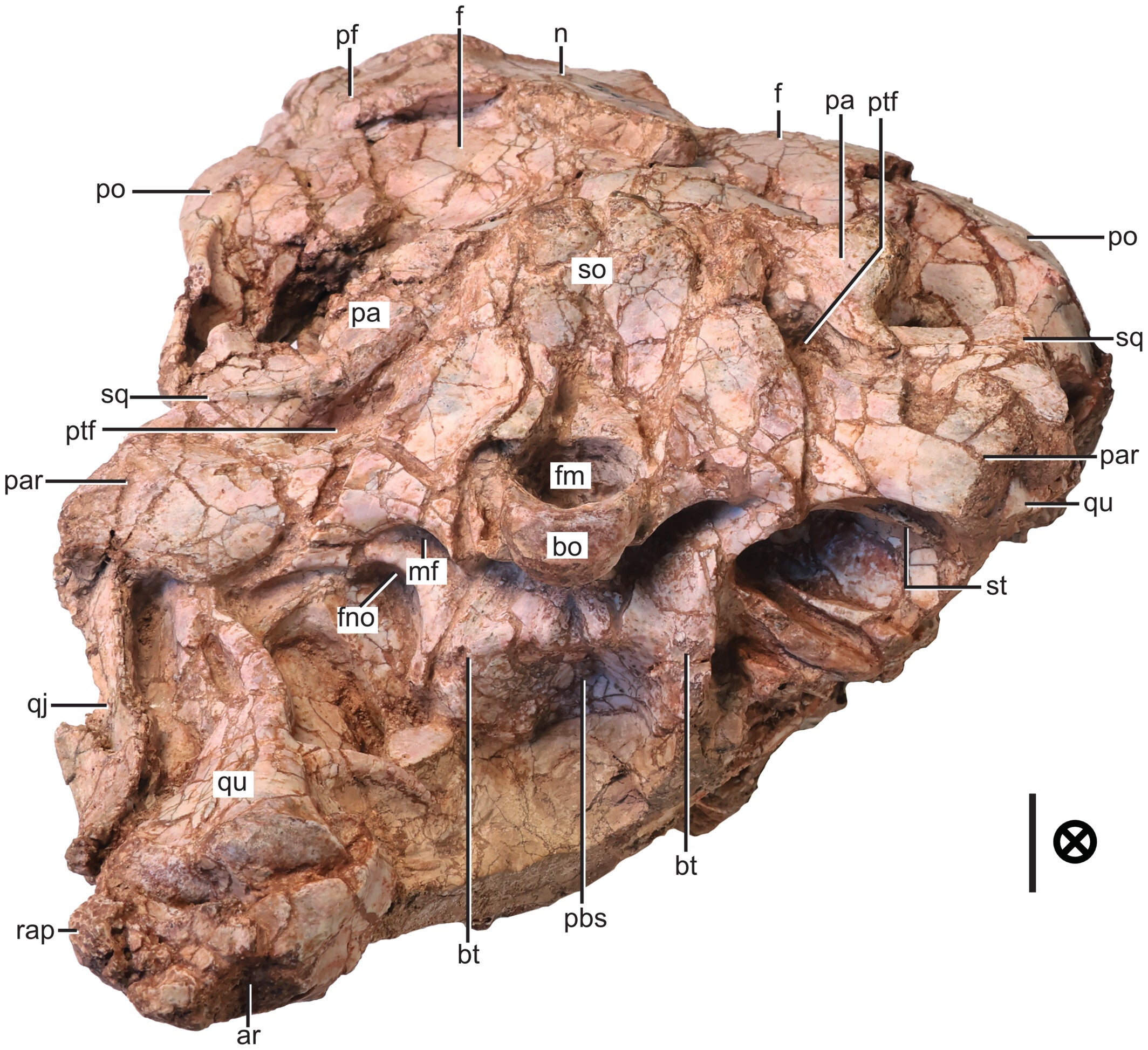 The posterior portion of the skull Ptychotherates bucculentus (CM 31368) in posterior view.
