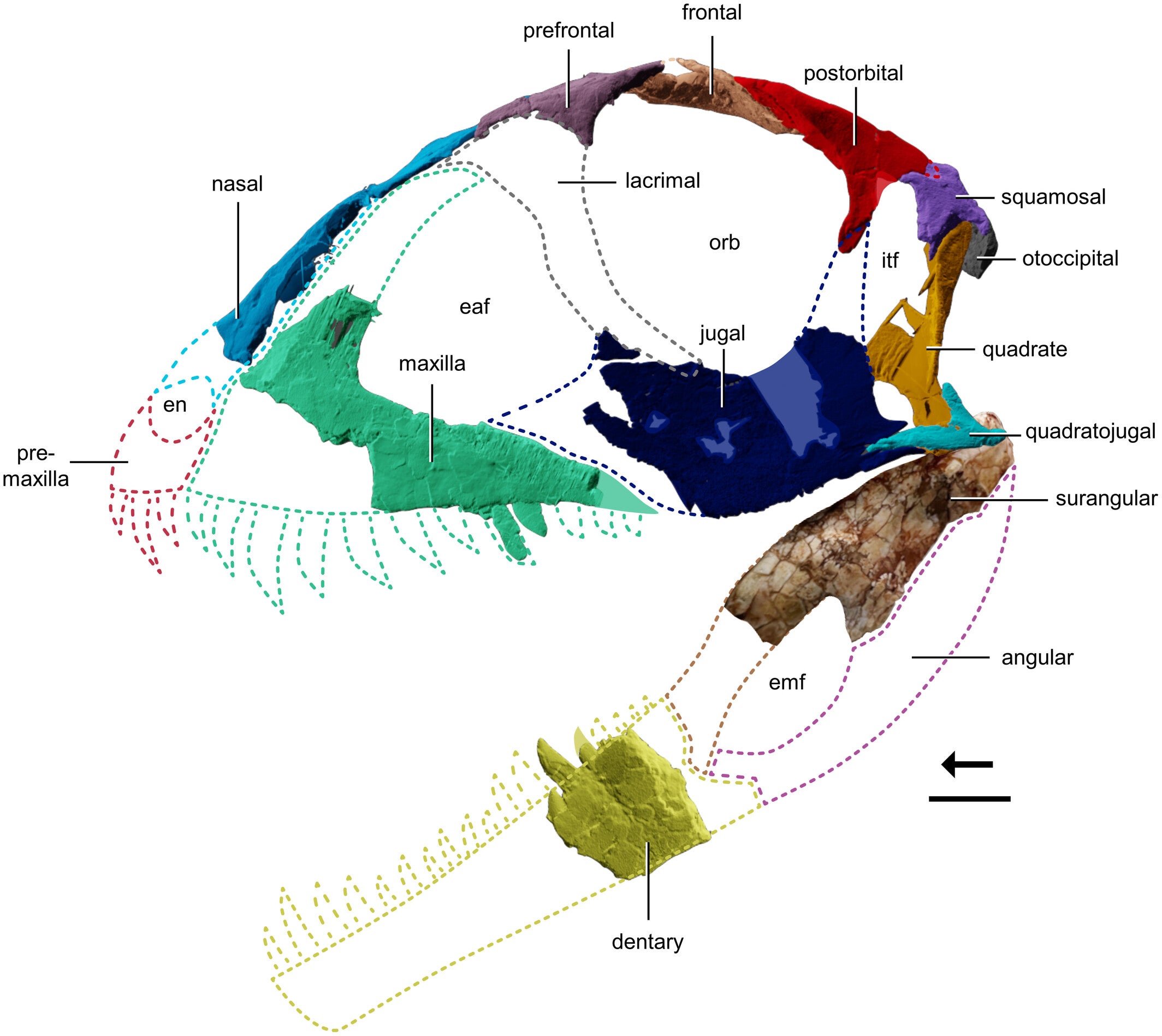Digital reconstruction of the skull of Ptychotherates bucculentus (CM 31368) in left lateral view. Dashed lines indicate extrapolation and the colored infill indicates known bone presence.