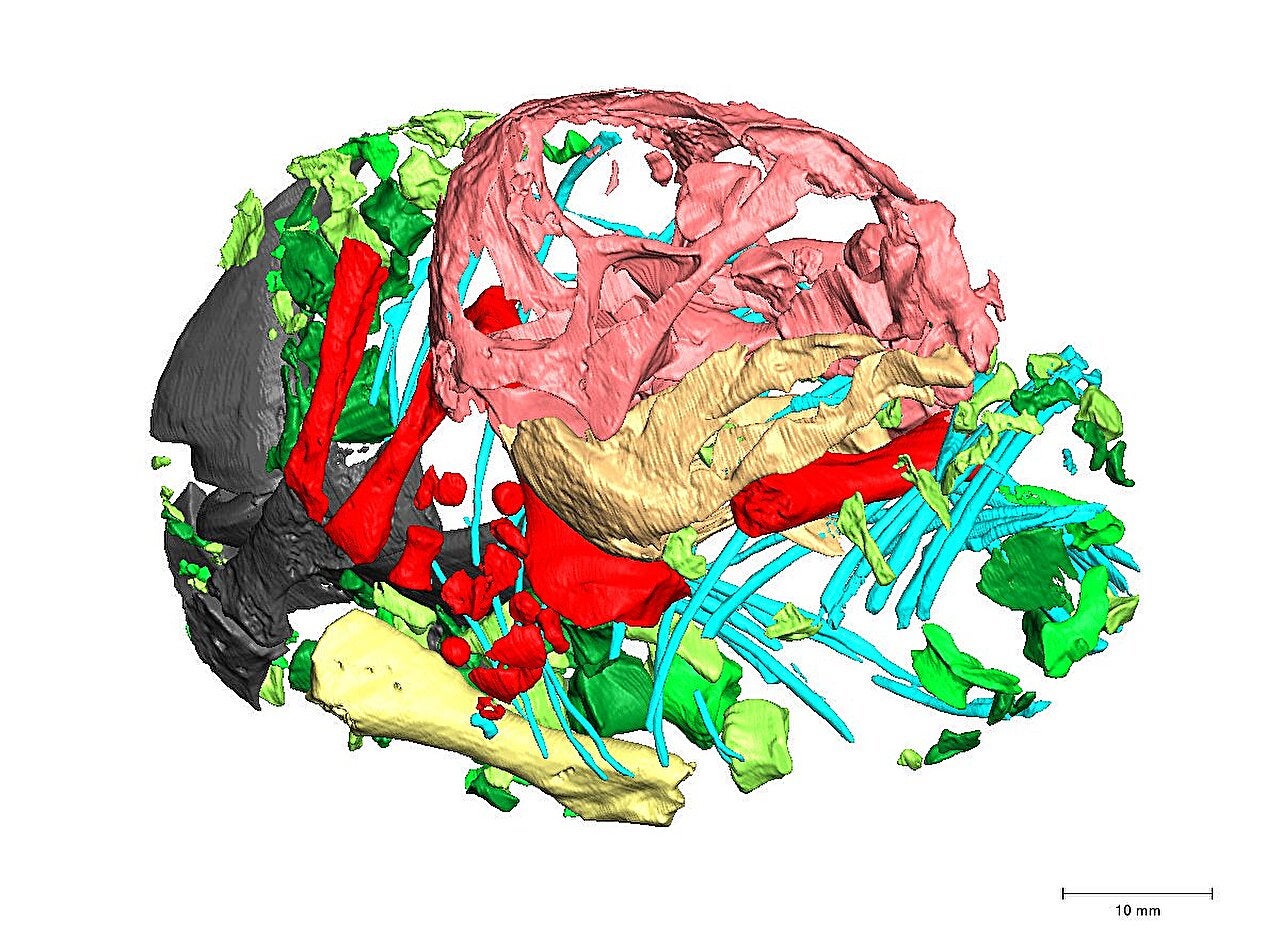3D digital reconstruction of the segmented bones.  Color code for vertebral elements in shades of green, ribs in blue, forelimb elements in red, femur in yellow, pelvic girdle elements in grey, skull in light red, mandible in light orange.