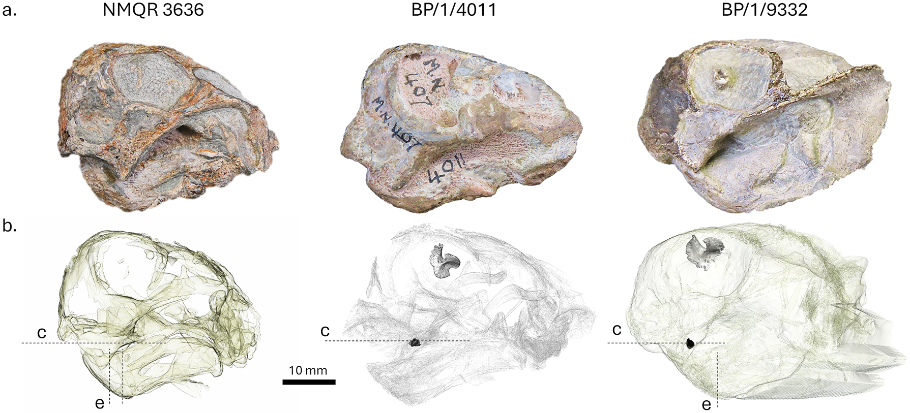Comparison of cranial features of perinate Lystrosaurus specimens. From left to right, NMQR 3636, BP/1/4011, and BP/1/9332.