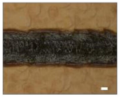 OM image of the laser-written line.