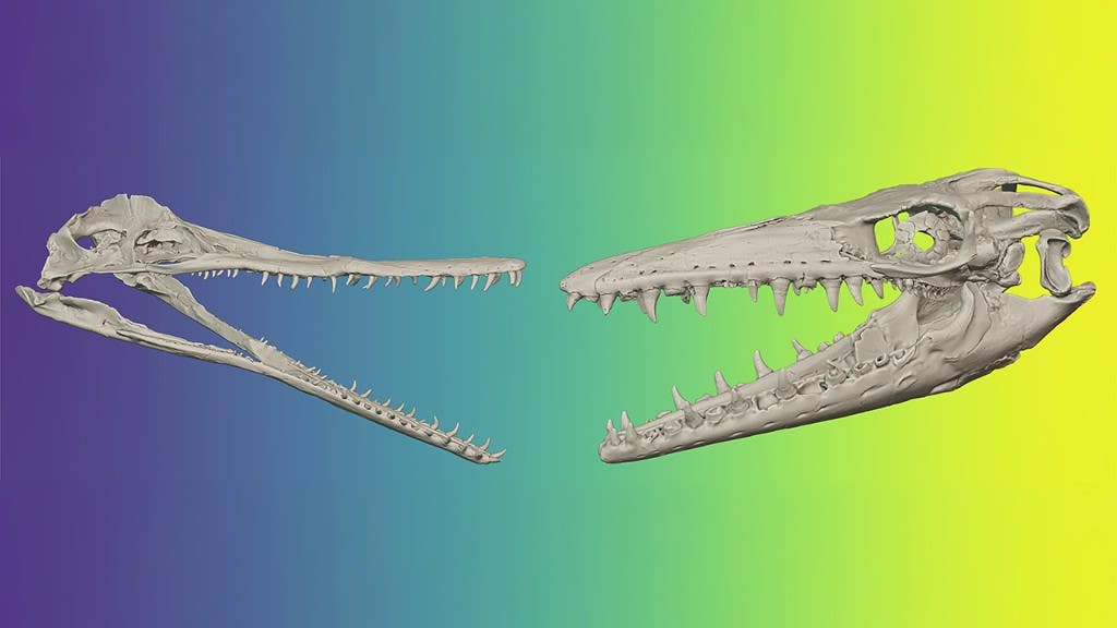 Engineering simulations of 16 Cretaceous marine reptile jaws show mosasaurs and polycotylid plesiosaurs had fundamentally different biting capabilities that allowed them to coexist.