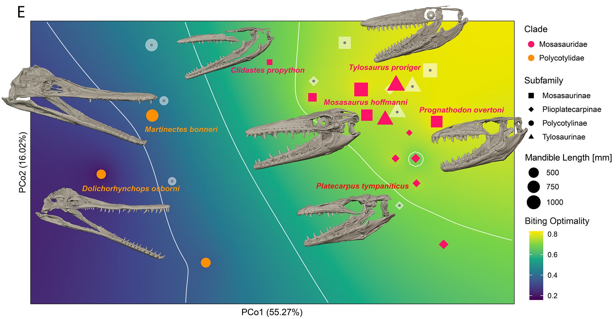Bite performance of North American mosasaurs and plesiosaurs, showing the bite performance as optimal (bright colors) or suboptimal (darker colors).