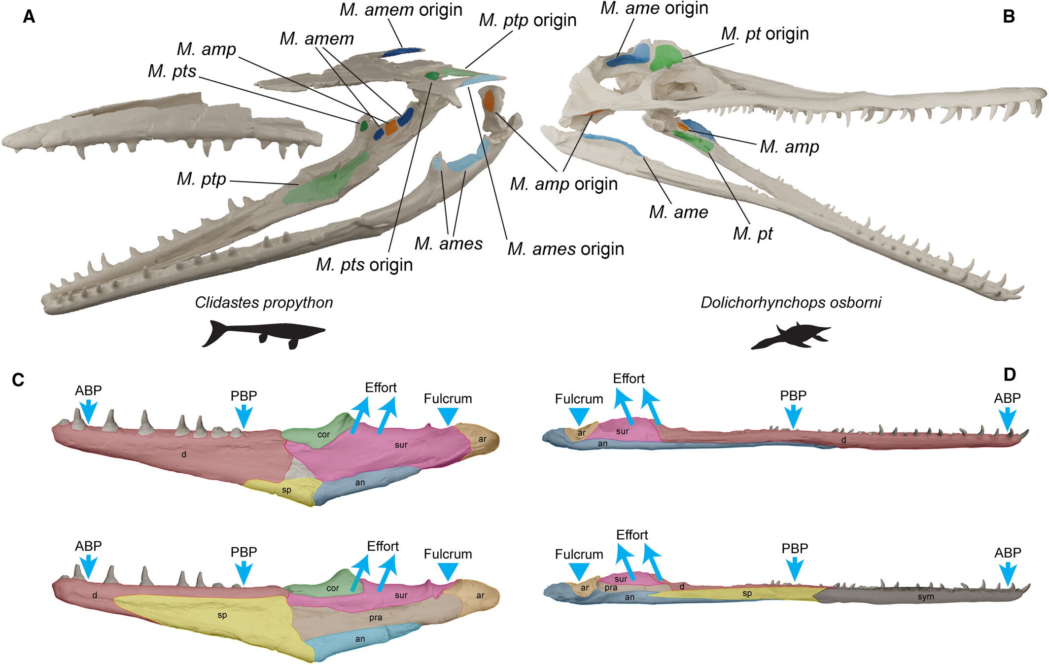 Mosasaurid and polycotylid craniomandibular morphology and myology, and graphical synthesis of the simulated jaw mechanics. Muscle map for the mosasaurid Clidastes propython (A; FHSM VP17576 in left anterolateral view), the polycotylid plesiosaurian Dolichorhynchops osborni