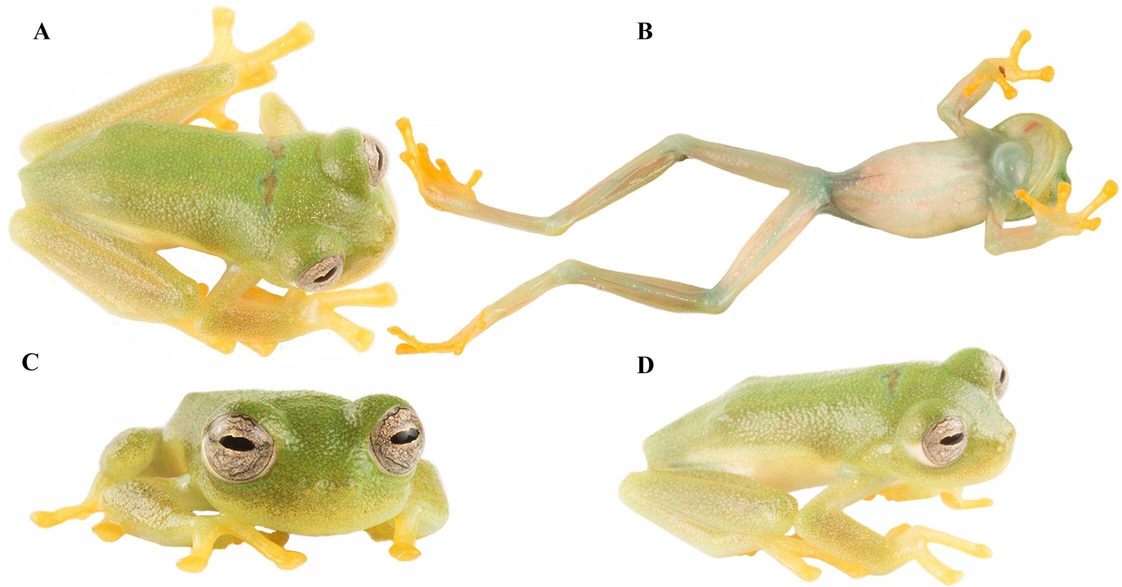 Live holotype of Nymphargus dajomesae sp. nov. QCAZ-A 68586. (A) dorsal view, (B) ventral view, (C) Frontal view and (D) lateral view. Photos by BIOWEB-Museo QCAZ-A archive.