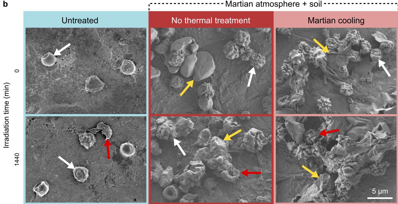 SEM images demonstrating the morphological changes of A. calidoustus conidia during exposure to SMC (irradiation, atmosphere, regolith, and cooling). White arrows indicate intact conidia, red arrows indicate lysed conidia, and yellow arrows indicate soil particles.