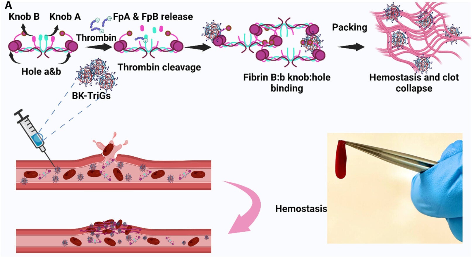  Illustration of the fibrin polymerization mechanism triggered by B-knob interactions.