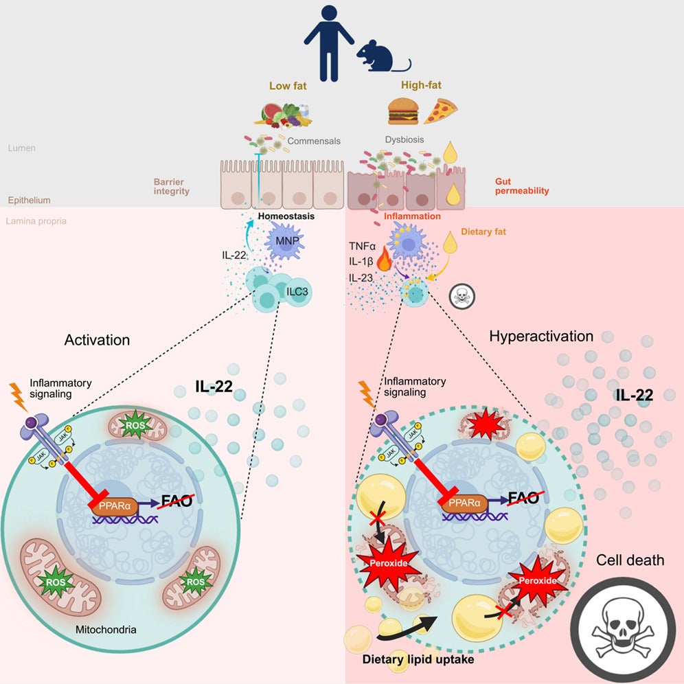 Graphical abstract of the study. Intestinal ILC3s were reduced in overweight and obese humans and in high-fat diet (HFD)-fed mice.