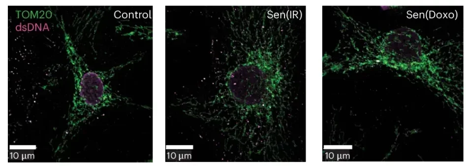 Immunostaining for mitochondria (TOM20) and co-localized dsDNA (red). Average Pearson’s correlation coefficients ± s.e.m. were calculated for n = 5 biological replicates.