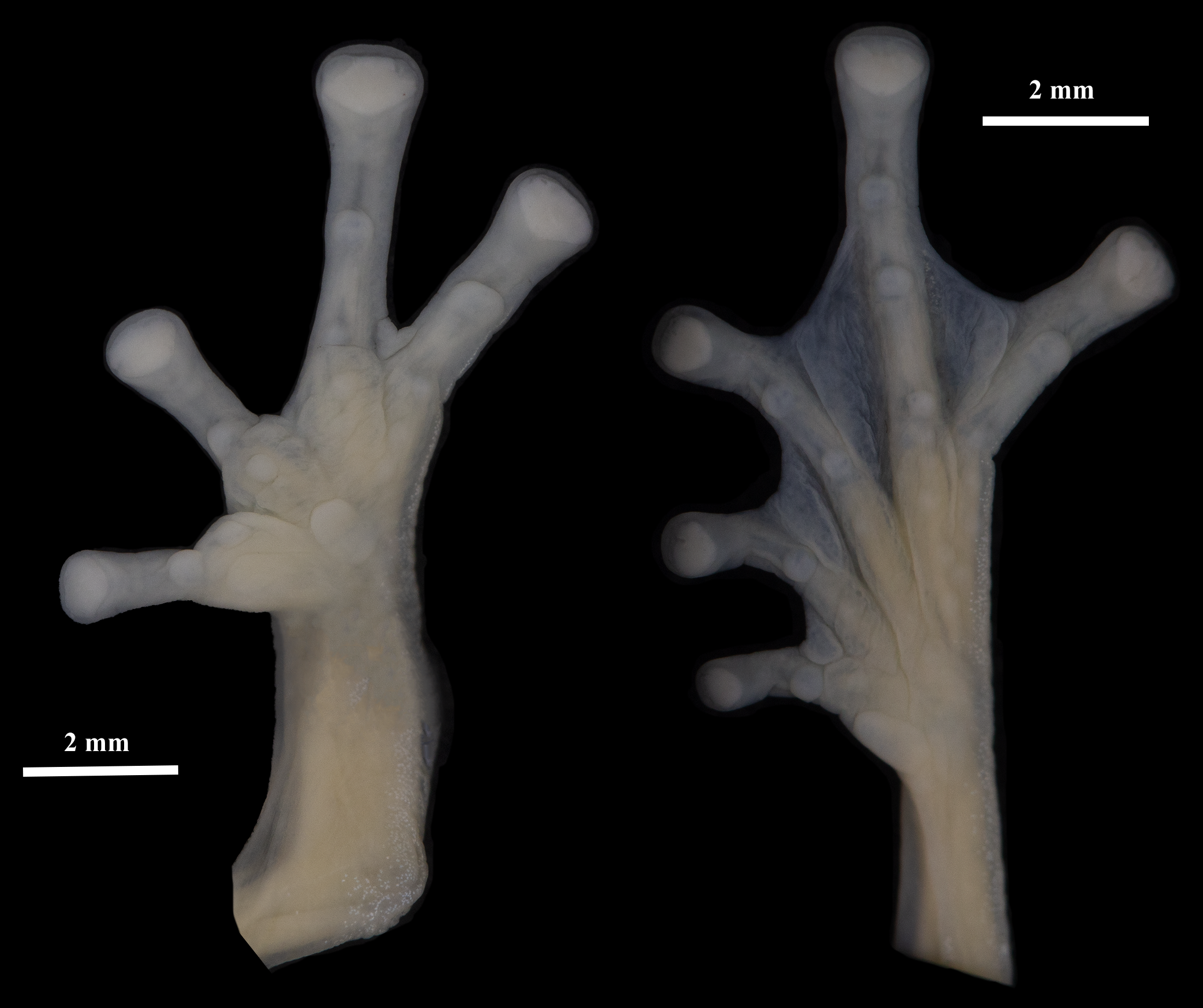 Ventral views of the right hand and foot of Nymphargus dajomesae sp. nov. Holotype (QCAZ-A 68586).