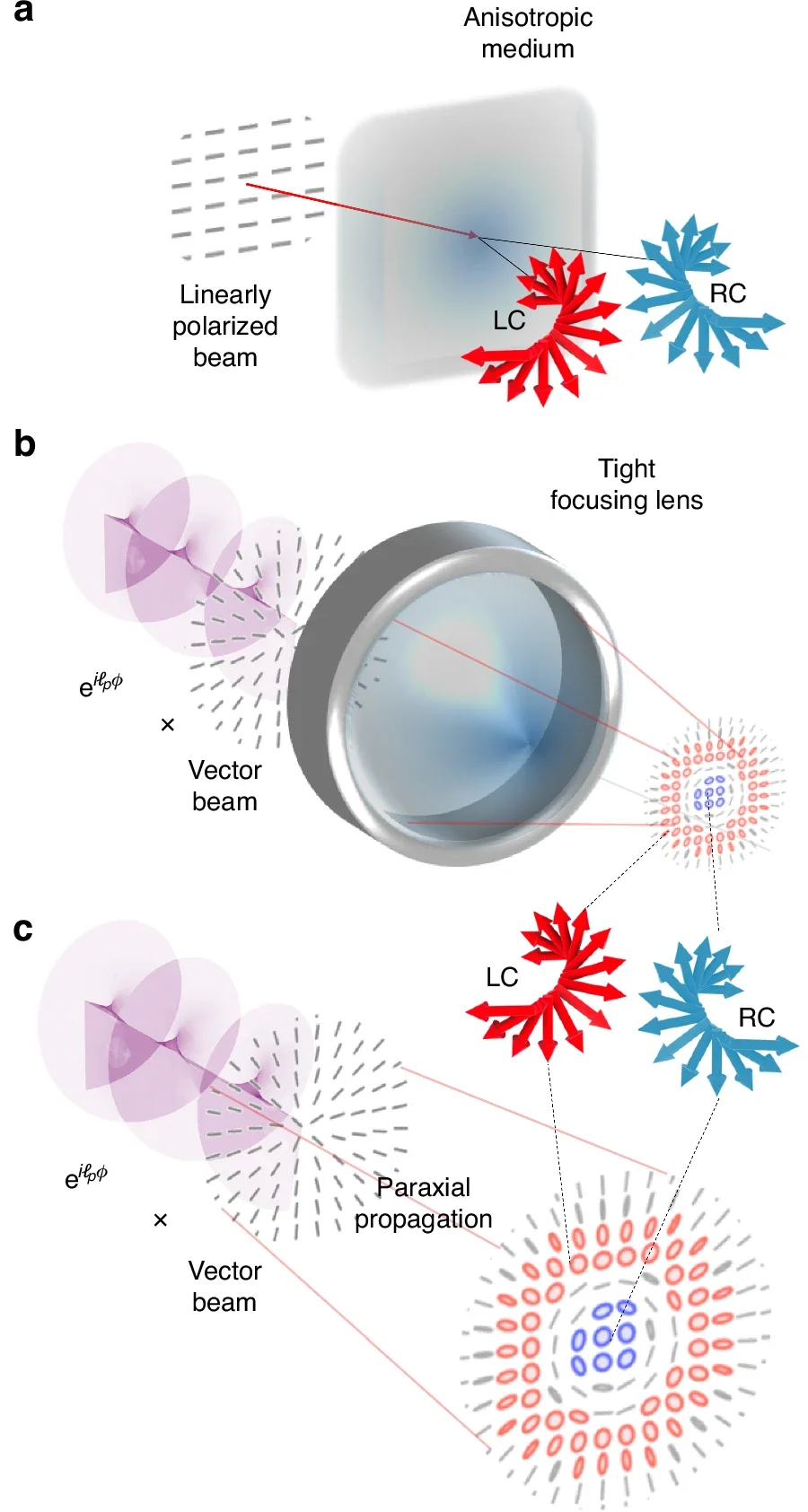 Concept of spin-separation in vectorial fields.