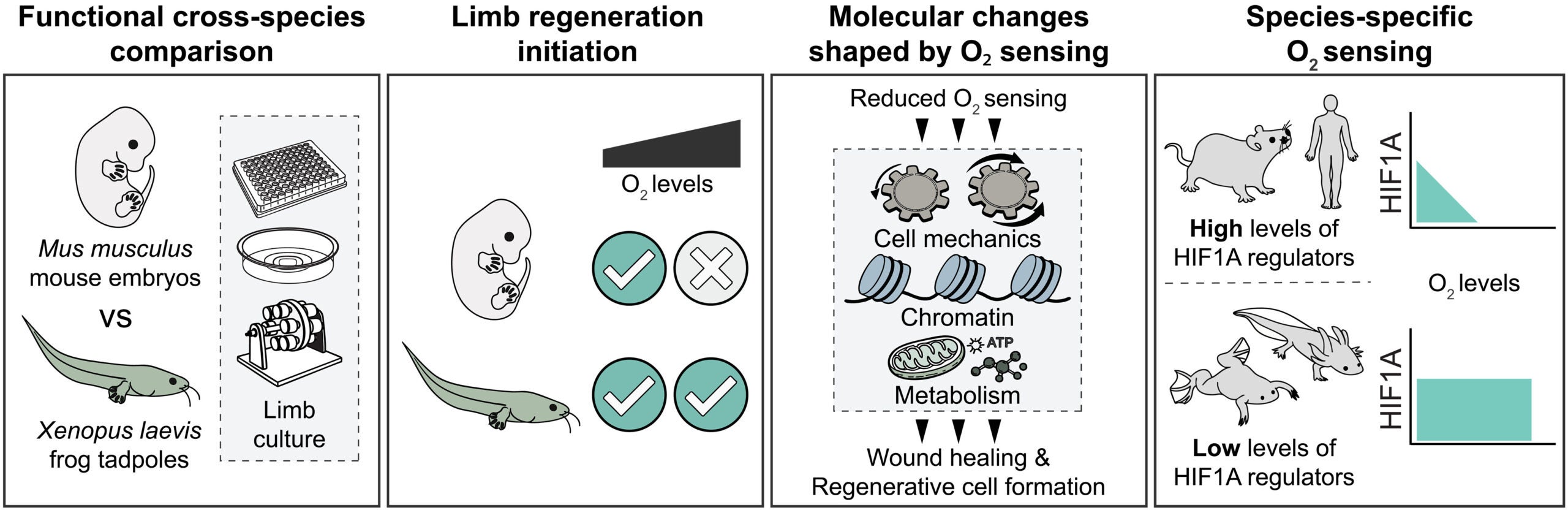 Species-specific oxygen sensing governs the initiation of vertebrate limb regeneration.