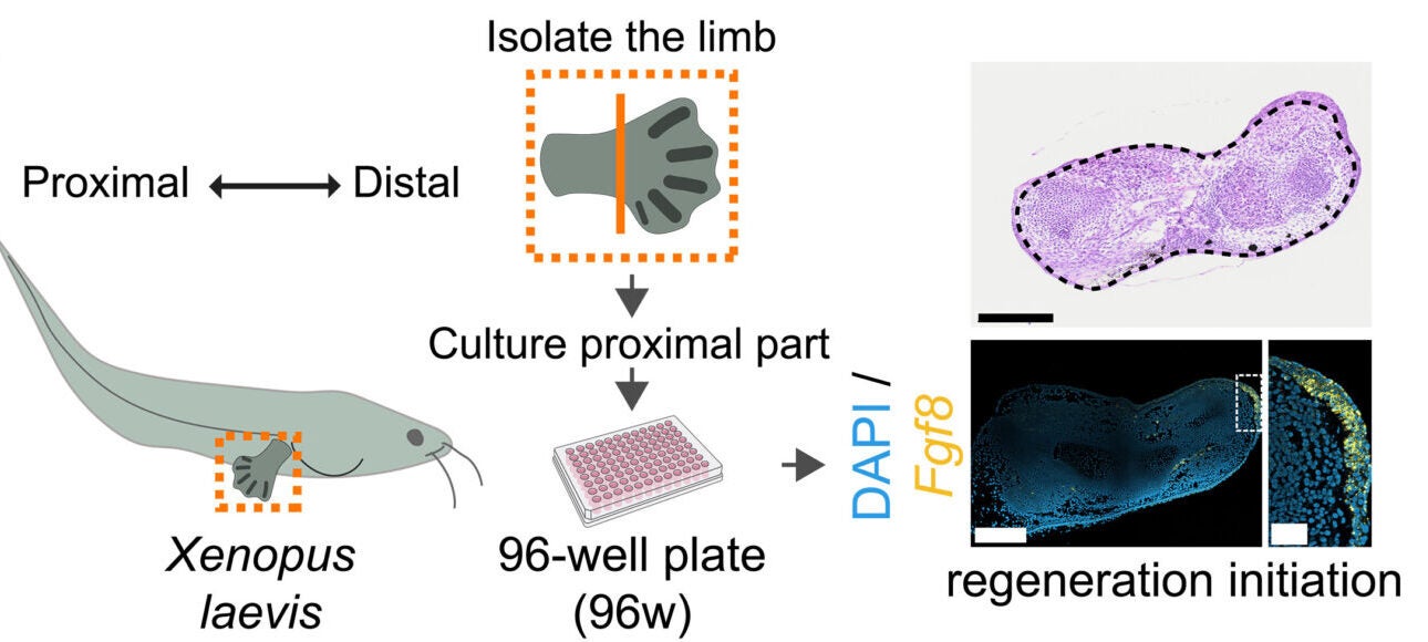 Schematic of regenerating Xenopus tadpole hindlimb explants amputated at the ankle (orange line) and cultured ex vivo in 96-well plates.