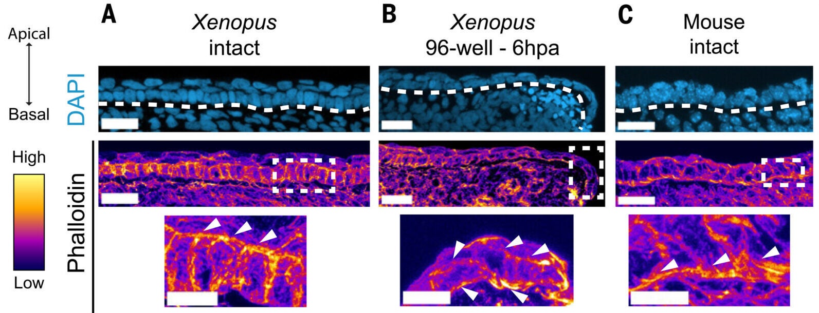 Subatmospheric oxygen culture conditions alter cell shape, actin dynamics, and YAP activity, enabling rapid wound healing.
