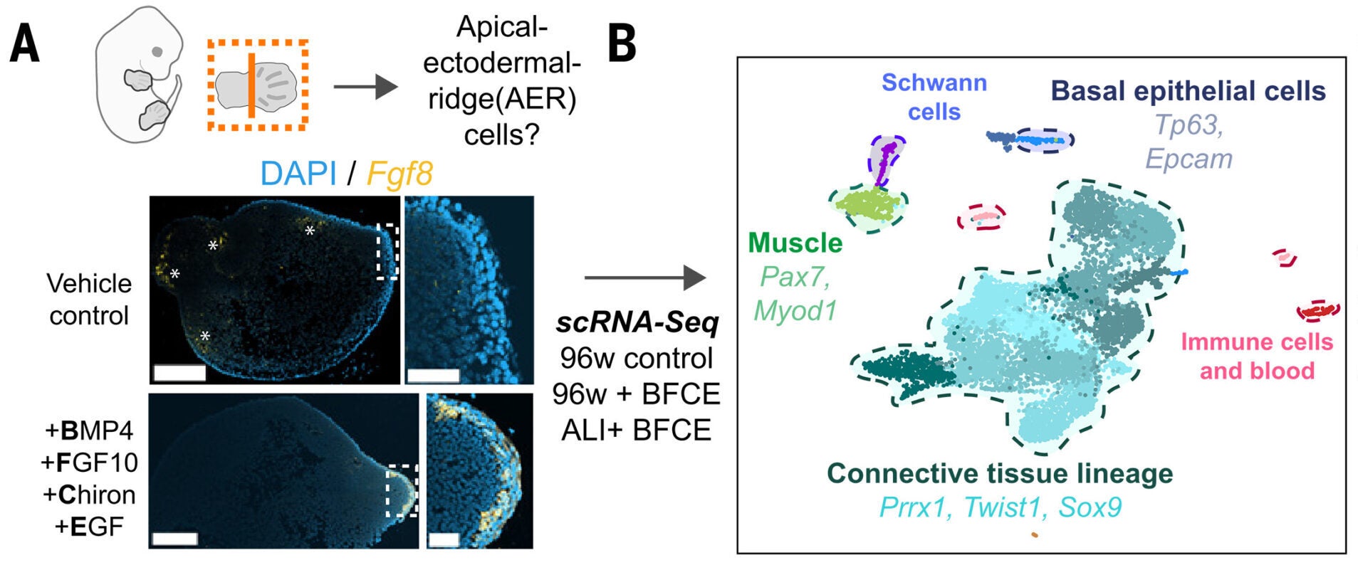 Amputated embryonic mouse limbs exhibit full initiation of regeneration upon exogenous supplementation in subatmospheric environments.