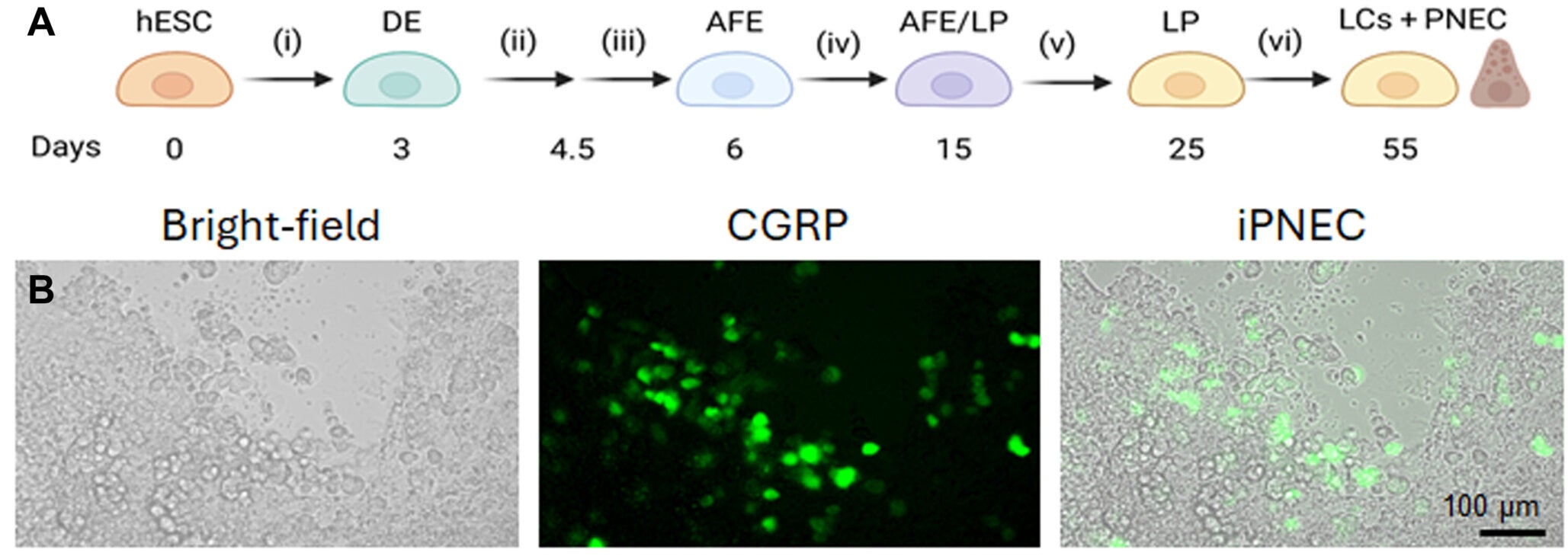 Representative flow diagram depicting the strategy for the stepwise directed differentiation of hPSCs into day-3 DE, day-6 AFE, and increasing numbers of day-15 to -25 LP cells using differentiation mixtures I to V.