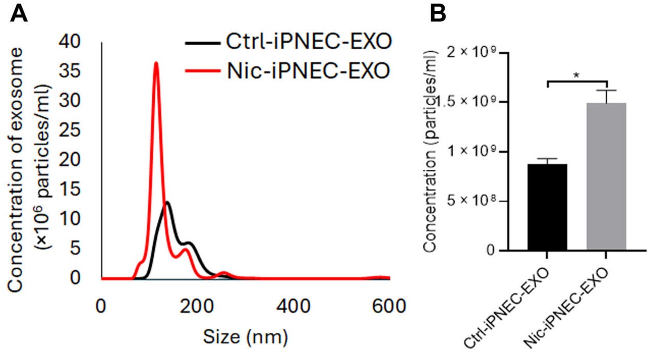 (A) Size-distribution curves showing enhanced release of exosomes from iPNECs treated with nicotine compared with untreated controls and (B) their quantitative bar graph.