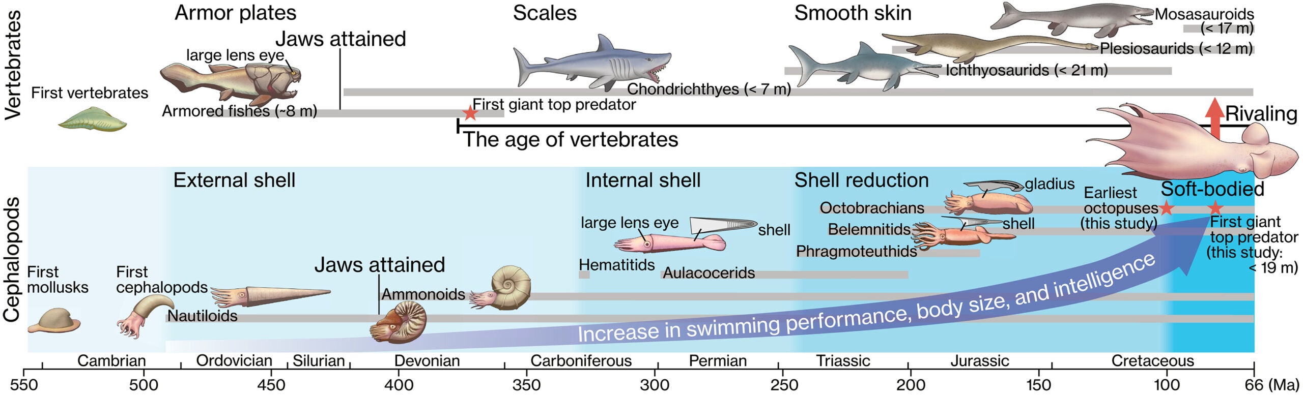 Convergent evolution among marine top predators in the Paleozoic–Mesozoic.