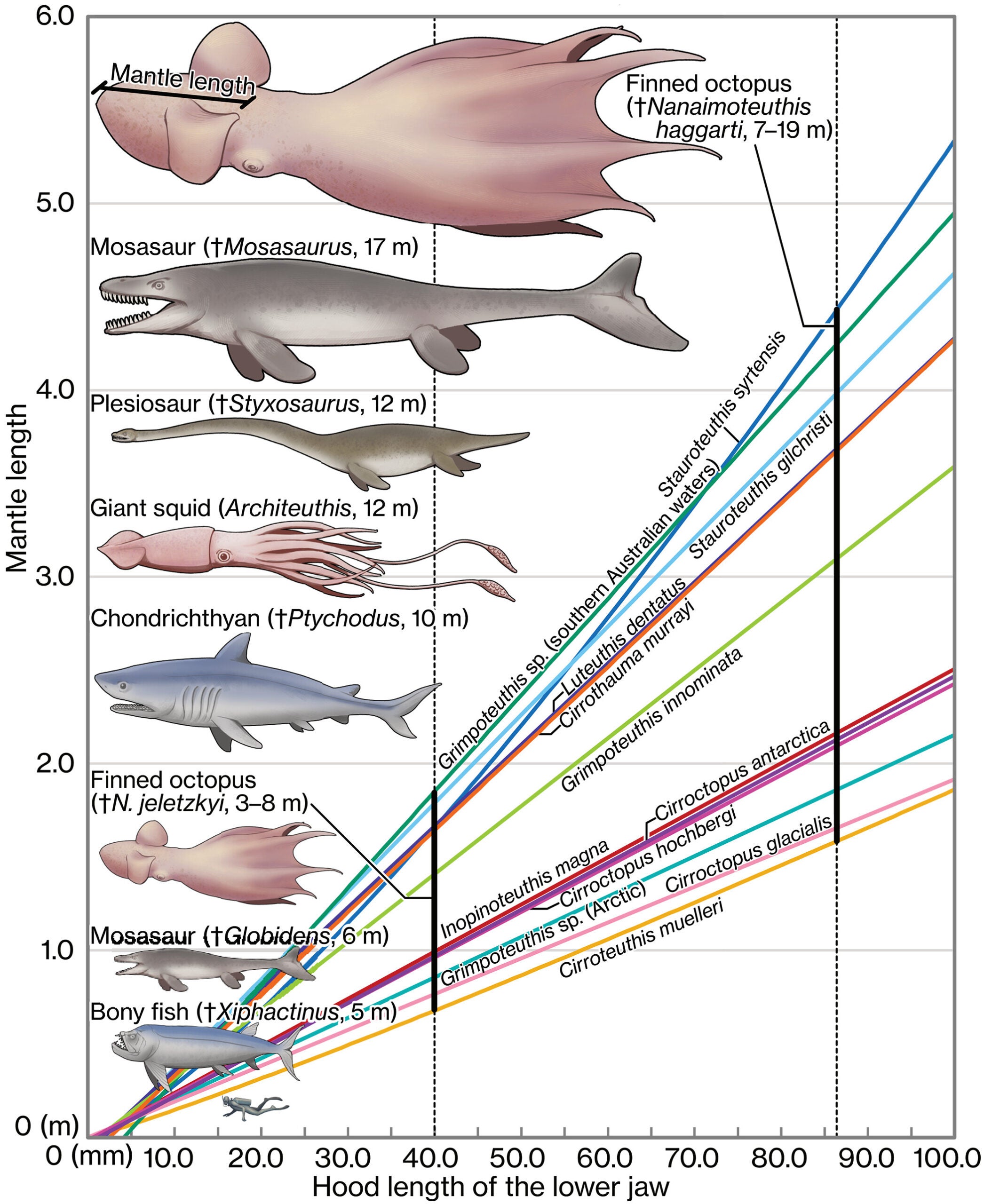Body size estimation of Late Cretaceous octopuses. The graph shows an allometric relationship between the length of the jaw and mantle in long-bodied species of extant finned octopus.