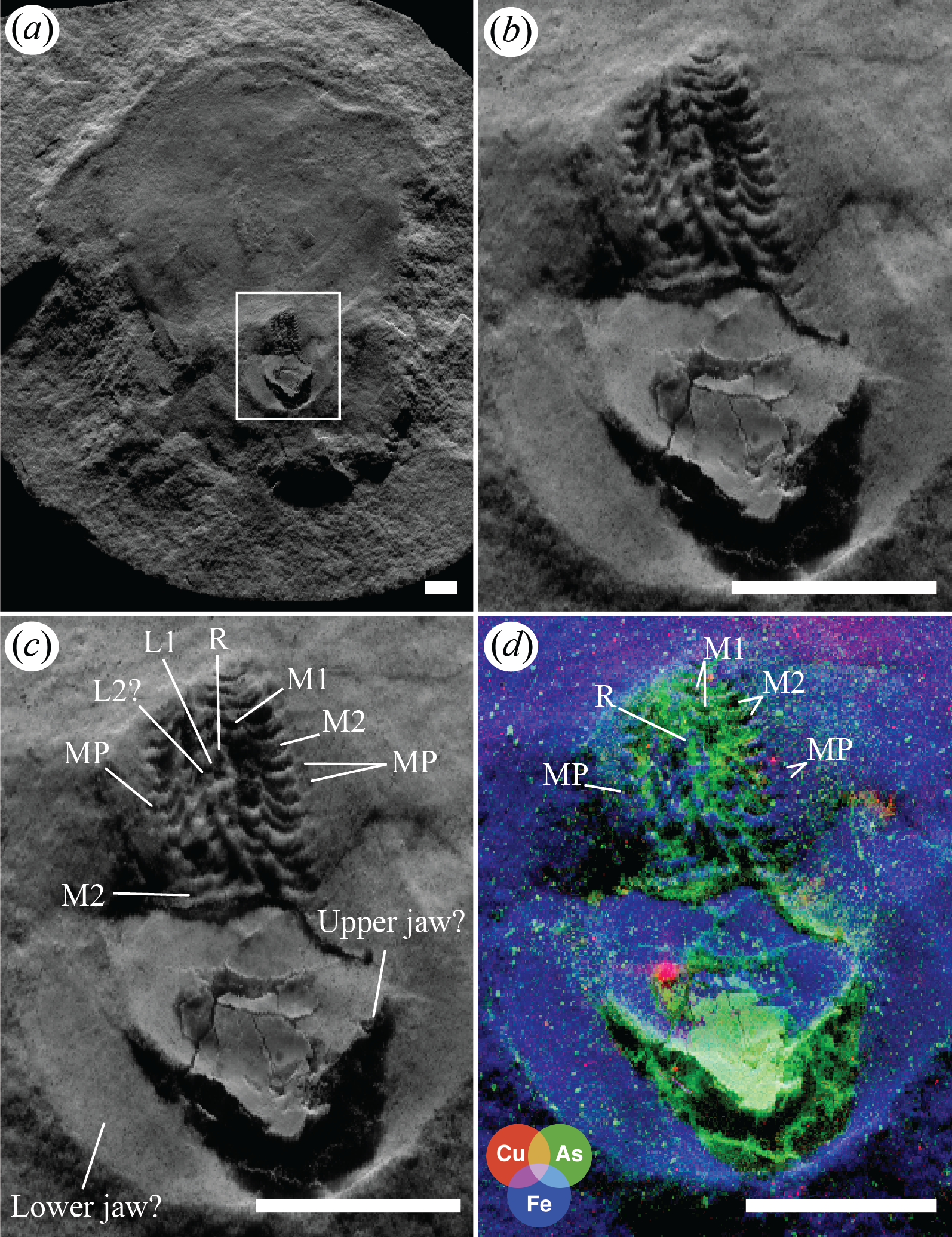 The radula and beak of Pohlsepia mazonensis. (a) Synchrotron micro-X-ray fluorescence (µXRF) iron (Fe) elemental map of PE51727a—the radula and beak region are marked by white box. Acquisition parameters: lateral scanning step, 80 µm; dwell time, 40 ms. (b) Increased magnification of the radula and beak region. (c) Annotated radula anatomy of Pohlsepia mazonensis. (d) Annotated synchrotron micro-X-ray fluorescence (µXRF) elemental map of PE51727a showing copper (red), arsenic (yellow) and iron (blue).