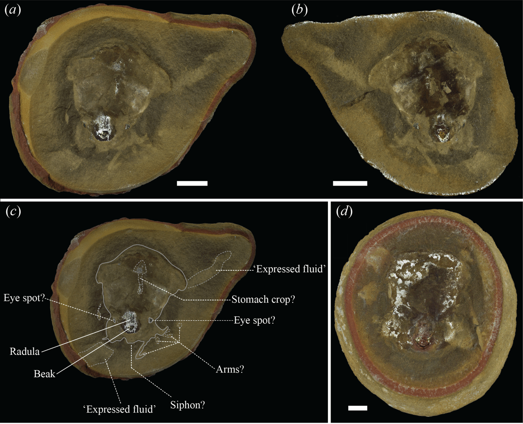 The fossils and soft tissue anatomy of Pohlsepia mazonensis and cf. Paleocadmus sp. (a) Pohlsepia mazonensis PE51727a (part). (b) Pohlsepia mazonensis PE51727b (counterpart). (c) The putative anatomy of Pohlsepia mazonensis (PE51727a). (d) cf. Paleocadmus sp. (PE29383). (e) cf. Paleocadmus sp. (PE32522).