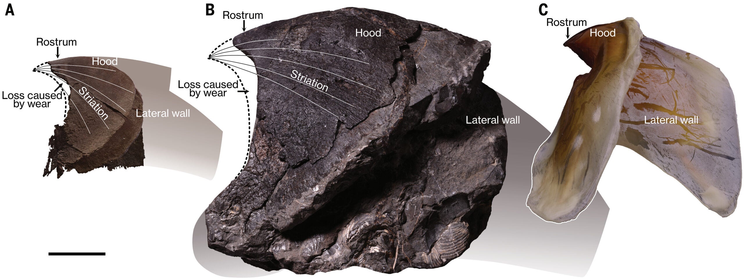 Huge lower jaws of fossil octopuses and of an extant giant squid.
