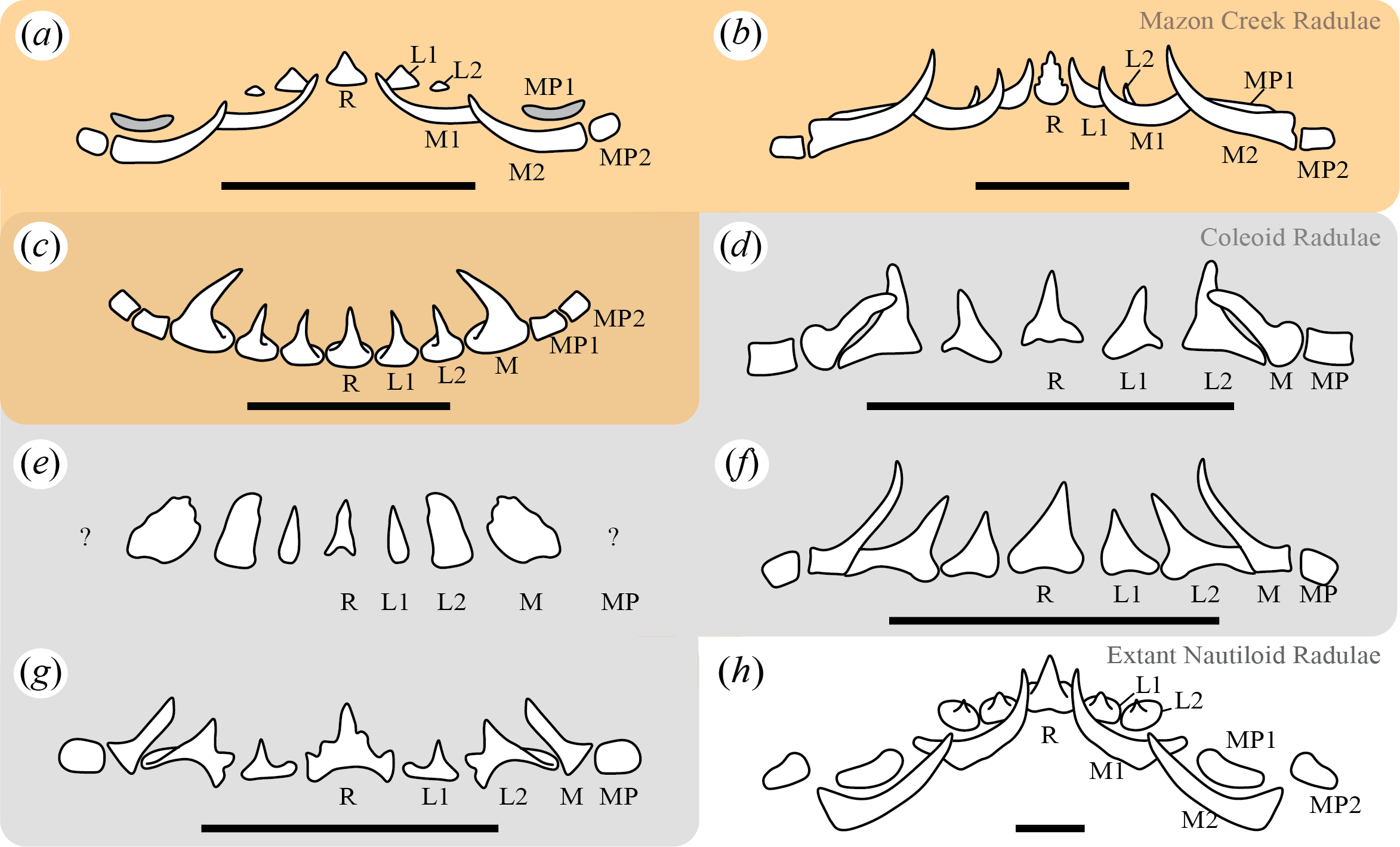 Radulae of extinct and extant cephalopods.