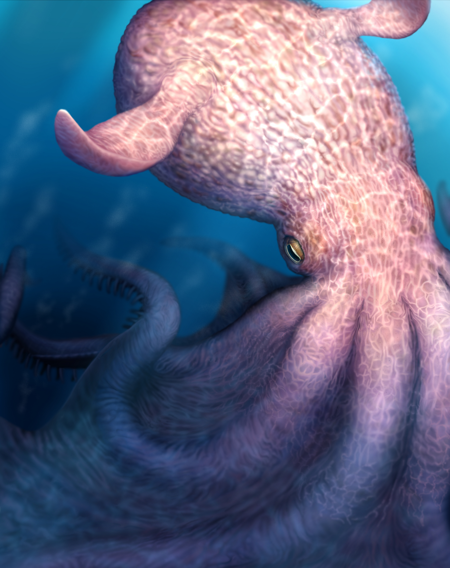 A sketch of the giant octopus.