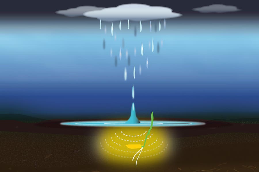 In experiments with rice seeds submerged in water, MIT researchers found that the sound of falling droplets shook the seeds out of a dormant state, stimulating them to germinate more quickly than seeds that were not exposed to the same sound vibrations.