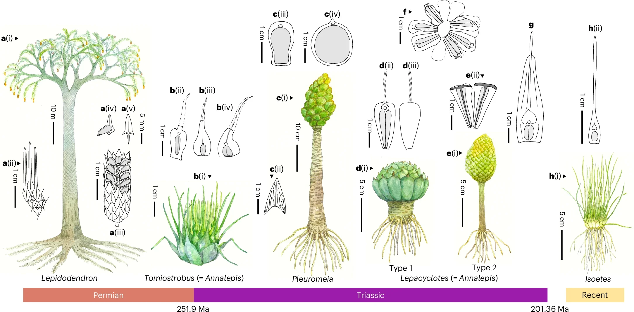 Representative lycophytes reconstructions from Late Permian to recent.