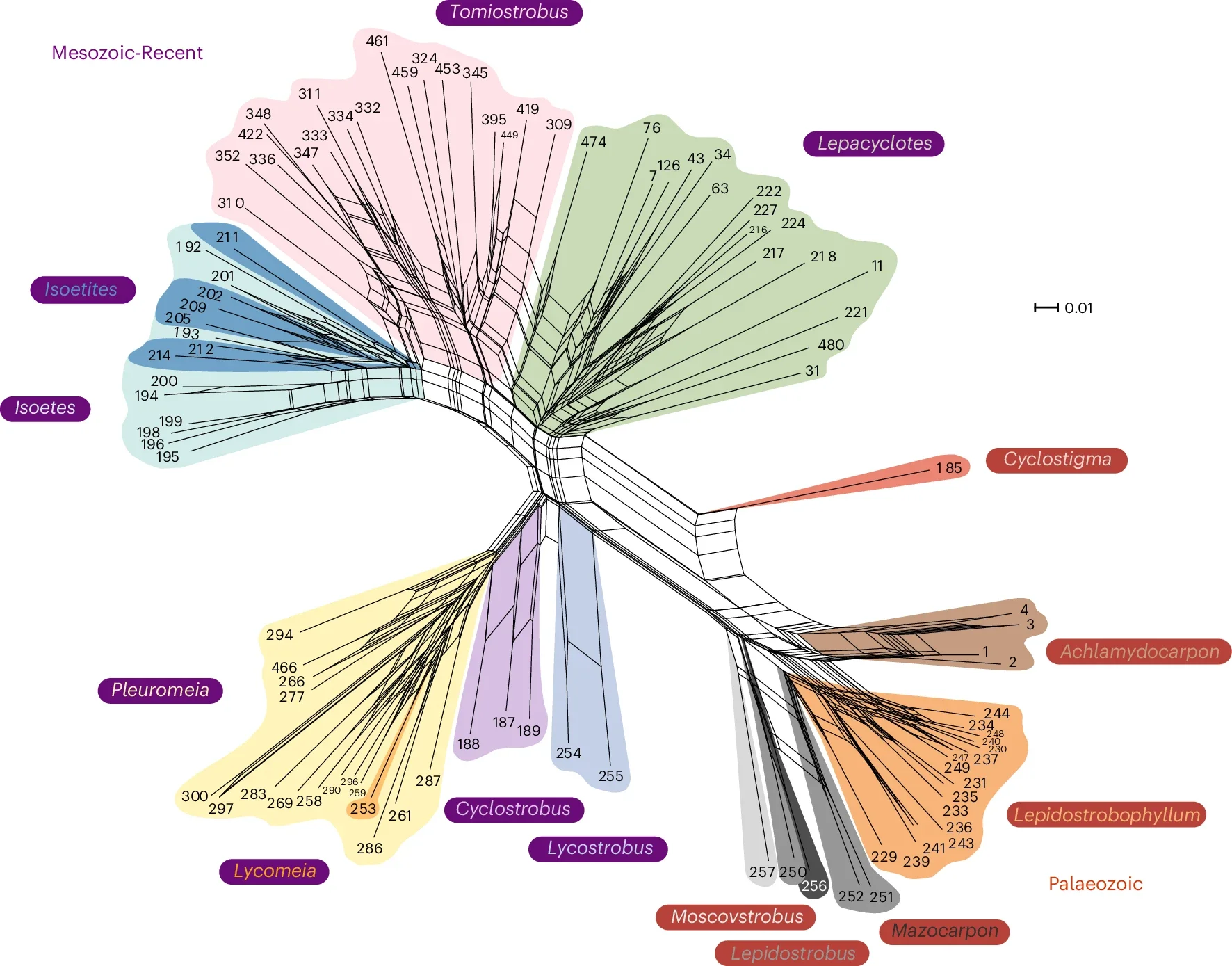 Neighbour-net of all lycopods species sporophyll. Each number at the end of each branch represents a lycopod sporophyll species. 