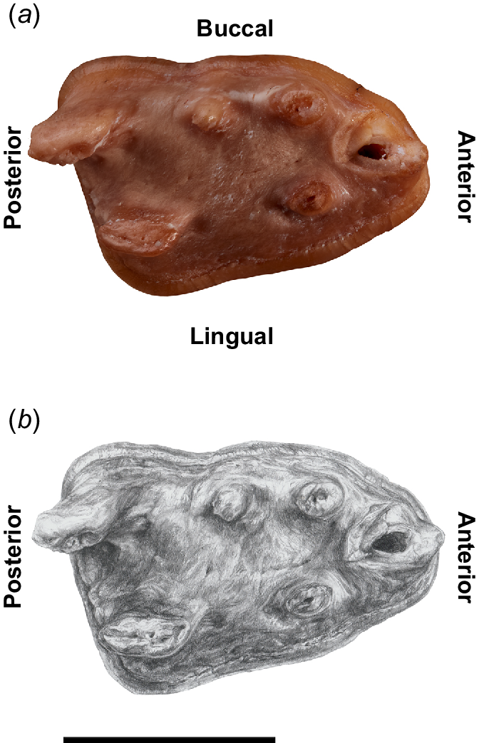 (a) Lower first molar of Obdurodon insignis SAMA P55061 showing the roots. (b) Interpretative drawing of the same by G. Conway.