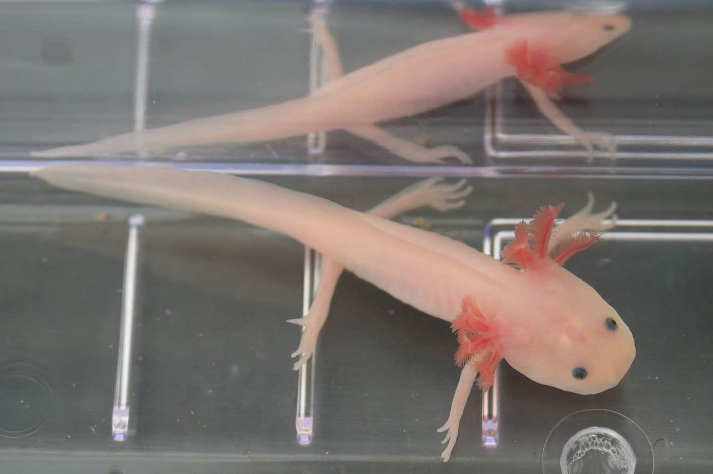 A Mexican axolotl in Wake Forest University biologist Josh Currie's regeneration lab.