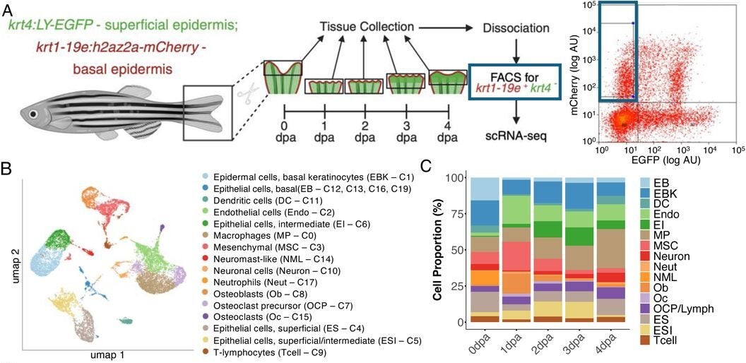 Epidermal SP transcription factors are conserved mediators of appendage regeneration. Schematic of sample collection and enzymatic dissociation for RNA-seq profiling of mCherry/EGFP zebrafish fins at 0, 1, 2, 3, and 4 days post-amputation (dpa).