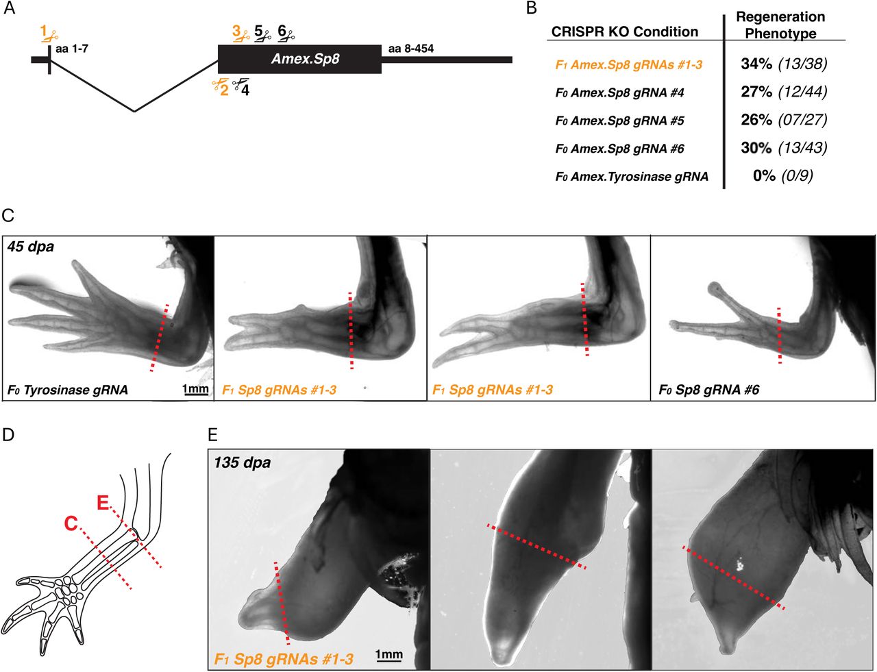 Amex.Sp8 is dispensable for axolotl limb development, but required for limb regeneration. Representative images of limb regenerates in control F0 Amex.Tyr CRISPR KO animals (left panel) and F1 and F0 Amex.Sp8 KO larvae axolotls at 35 dpa. 