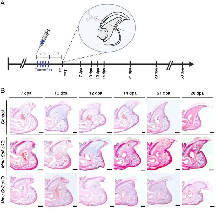 Experimental design of Mmu.Sp6, Sp8, and Sp6+Sp8 conditional knockout models using the mouse digit tip (P3, third phalanx) amputation (amp.) model with tamoxifen induction. The timeline indicates tissue collection at 7–56 days post-amputation (dpa).