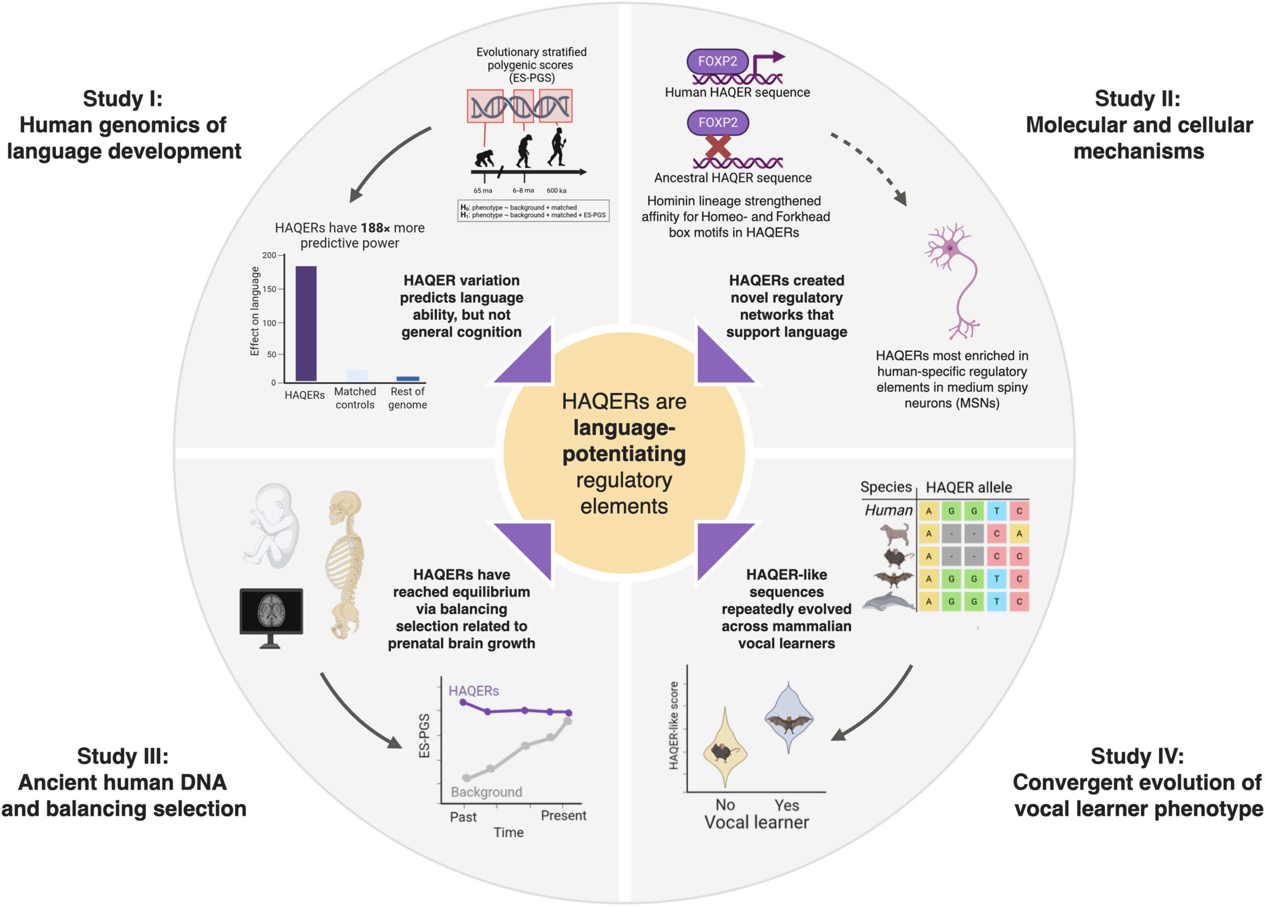 Overview of this study and key findings. ka, thousand years ago; Ma, million years ago. 