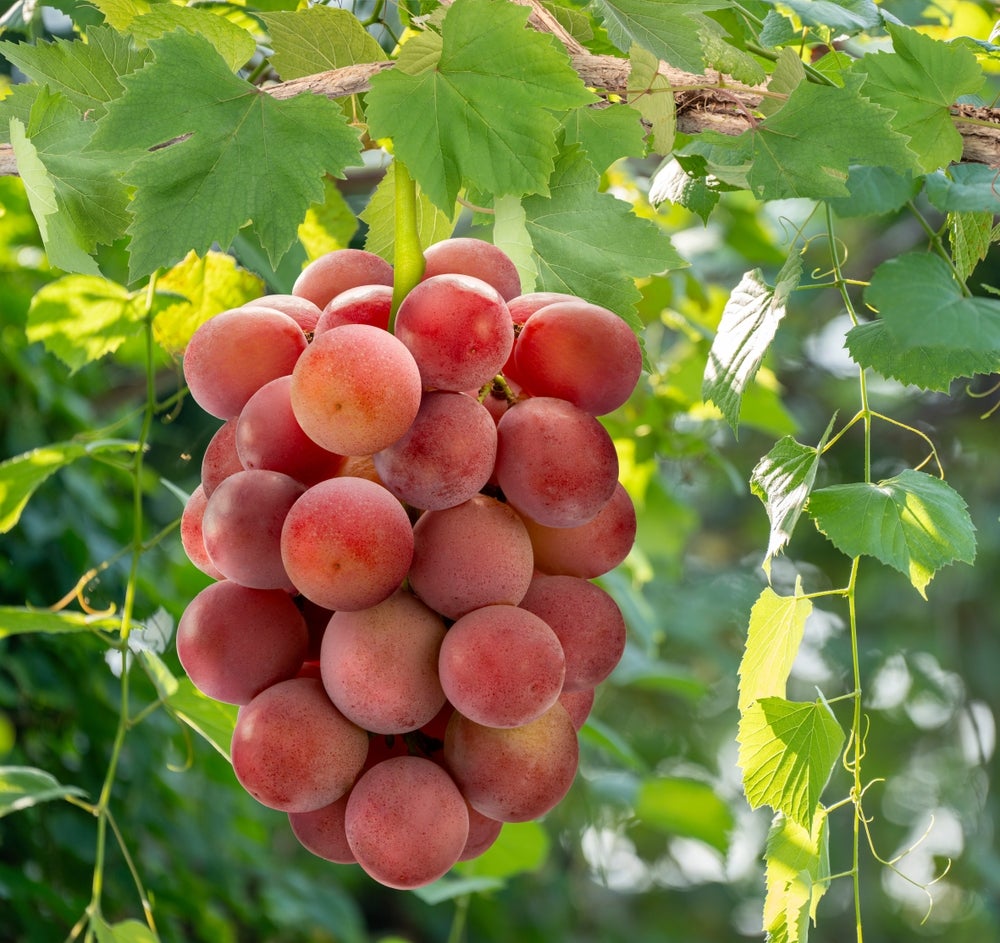 The findings gives grape biology a more defined route between hormone signaling and sweetness.