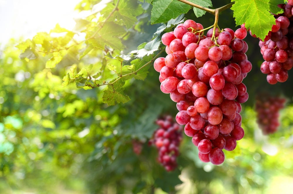 For grape breeding and crop improvement, the study highlights a possible molecular target for sweetness.