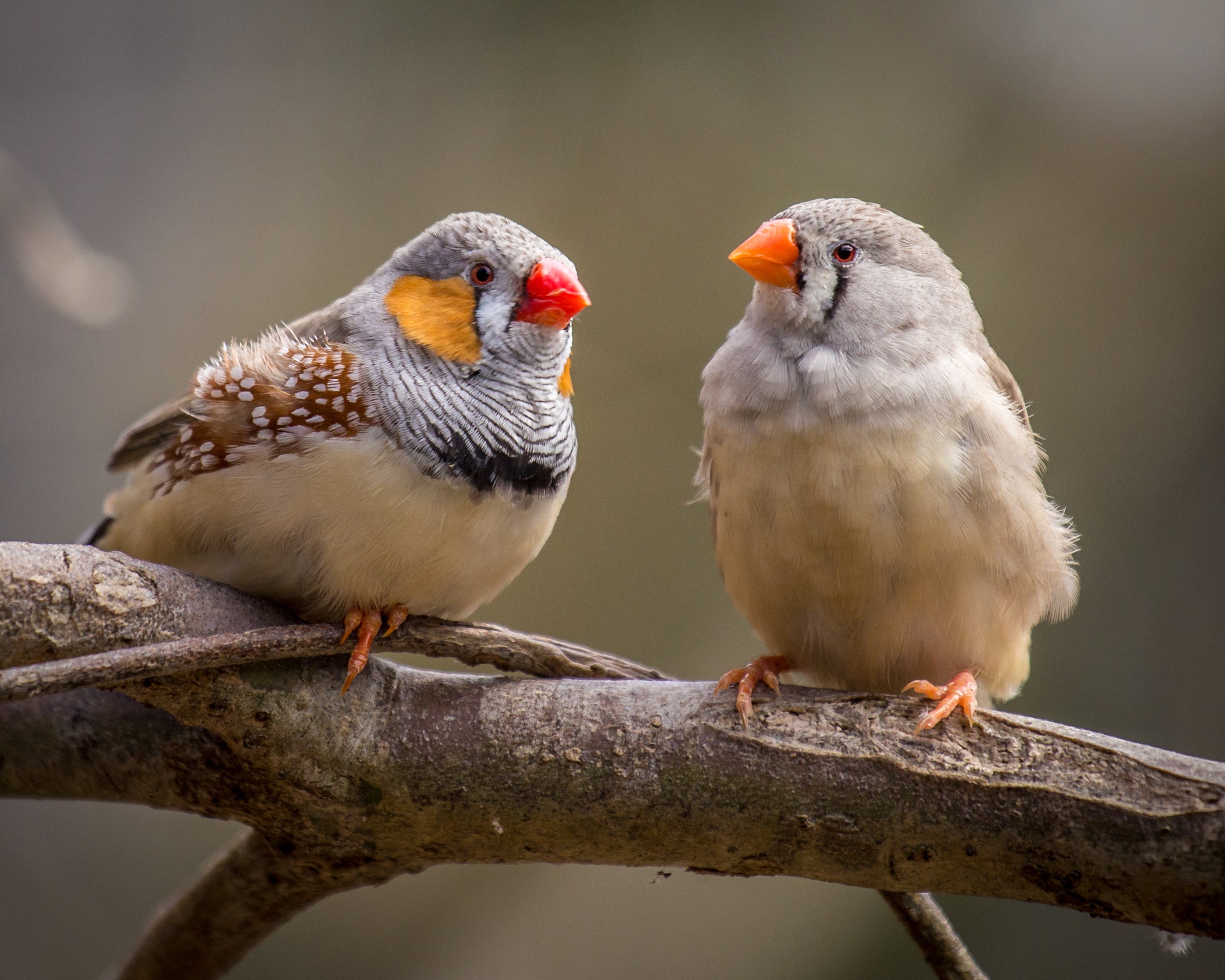 thebrighterside.news - Hannah Shavit-Weiner - Zebra finch neurons offer new clues about learning, repair, and human brain limits