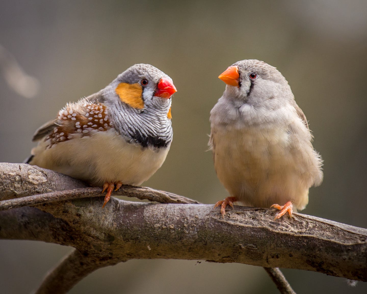 Zebra finch neurons appear to tunnel through adult brain tissue, offering clues about learning, repair, and human brain limits.