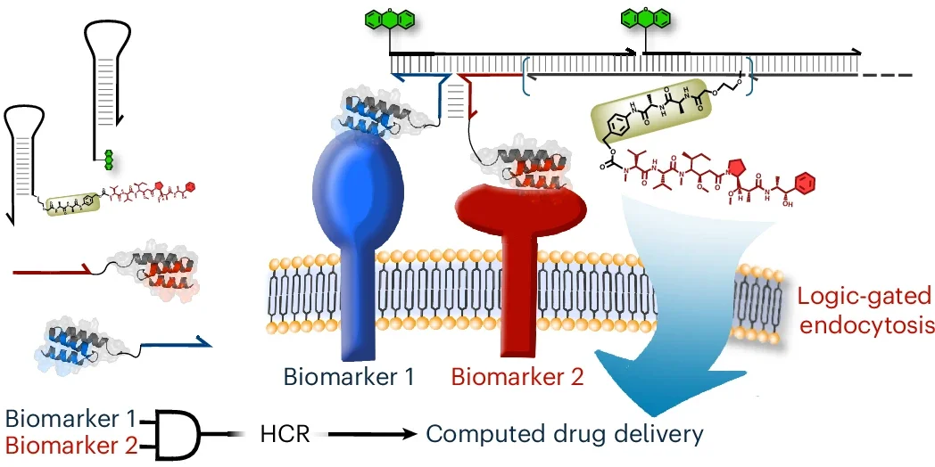 General design of DNA-drug conjugates (DDC) for computed delivery.