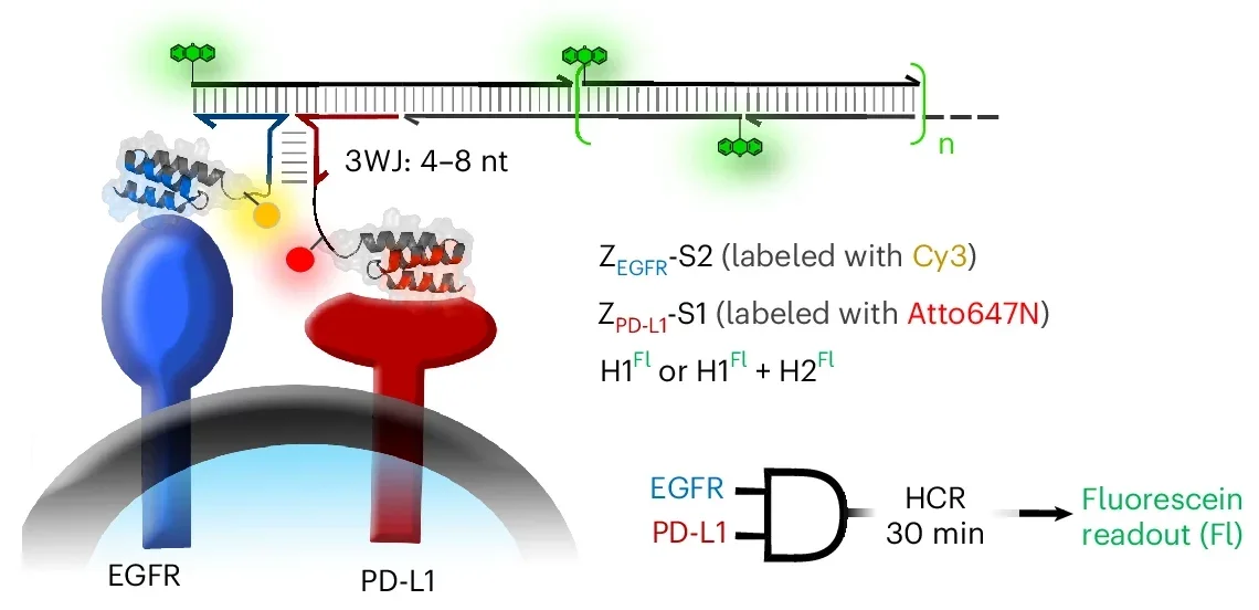 Validation and quantification of logic-gated HCR on cells.