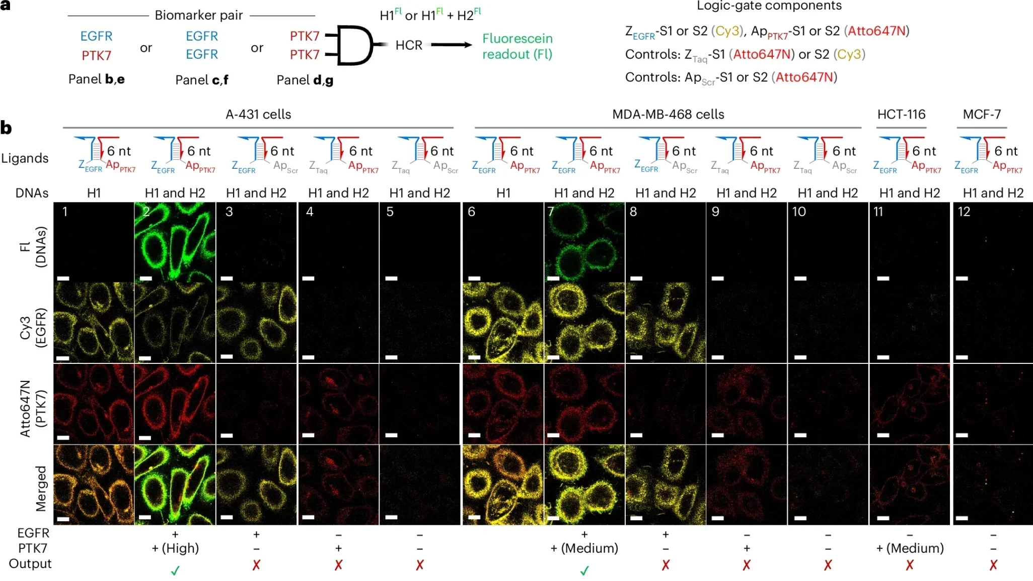 Generality of the AND-gated HCR amplification circuit across different biomarker combinations and cell lines.