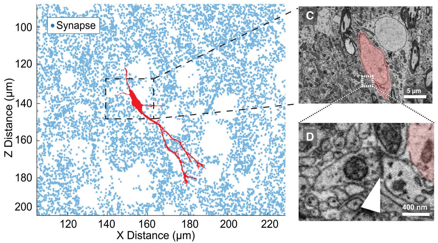 Migratory cells located within a synapse-dense neuropil. (B) Synapse locations (blue) surrounding a MIGR (red). (C) Electron micrograph of the dashed box in (B). (D) Zoom in on the dashed box region in (C), showing a synapse (arrow) near MIGR soma (red).