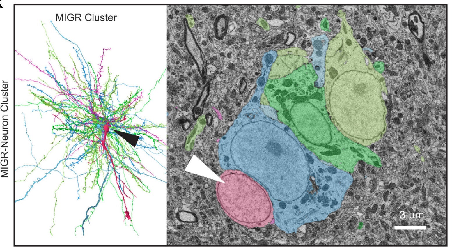 Example migratory neuron (MIGR) associating with cluster. 3D renders (left) and EM micrograph (right). The arrowheads point to MIGR soma.