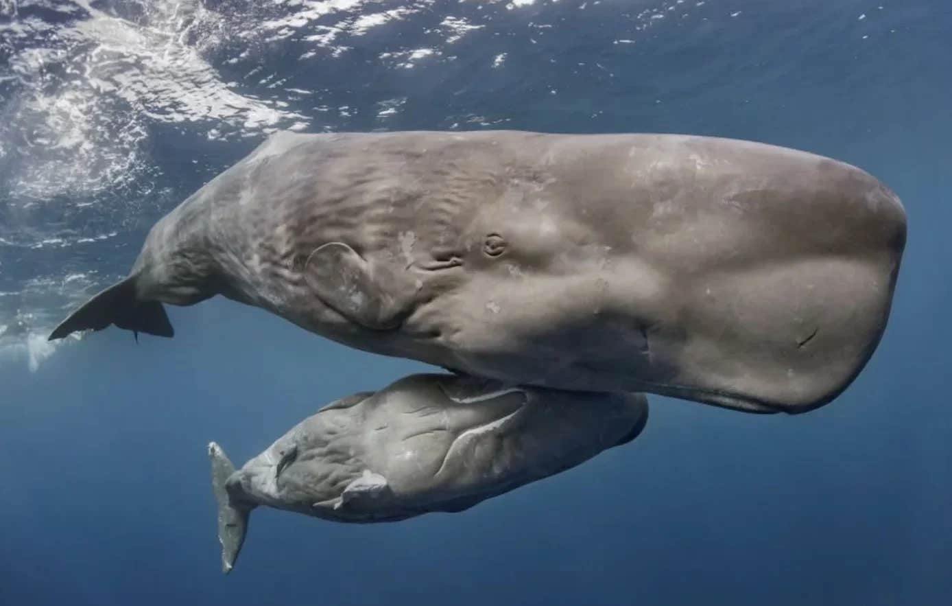 Sperm whale clicks may contain vowel-like patterns that closely parallel human speech structure.