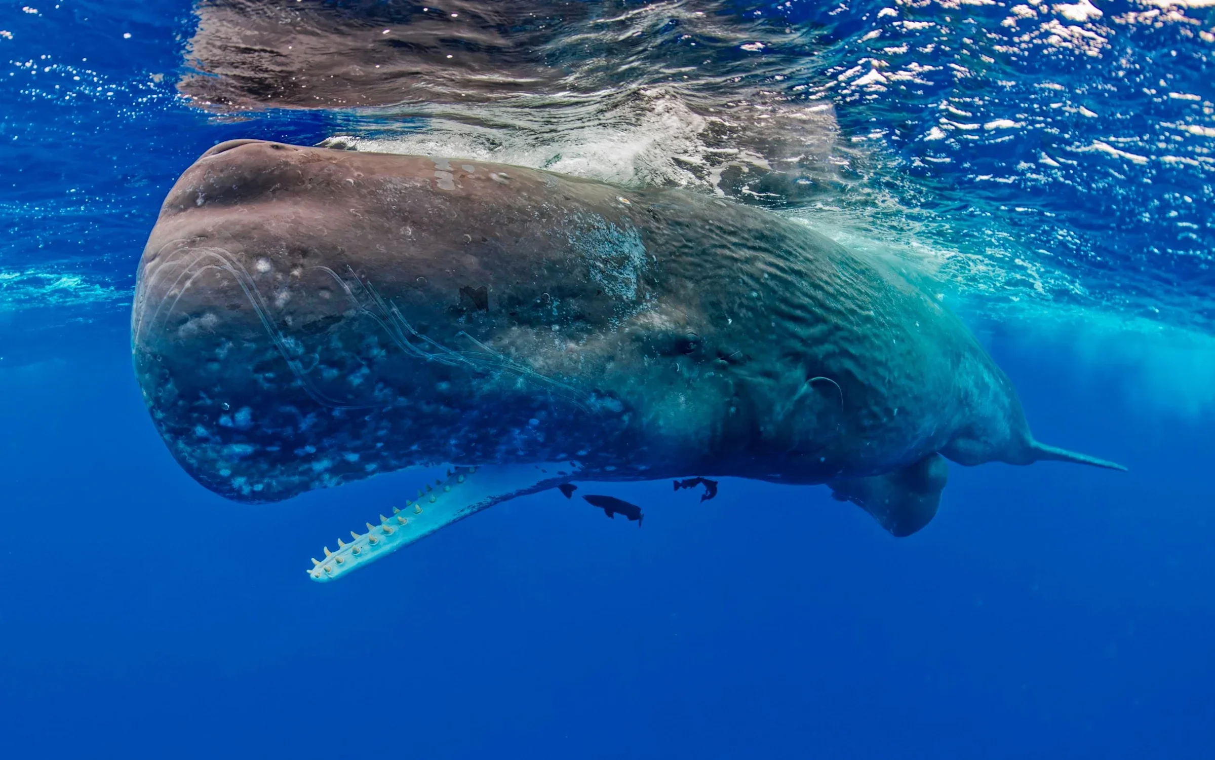The short click sequences sperm whales use to communicate, appear to contain something like vowel structure.