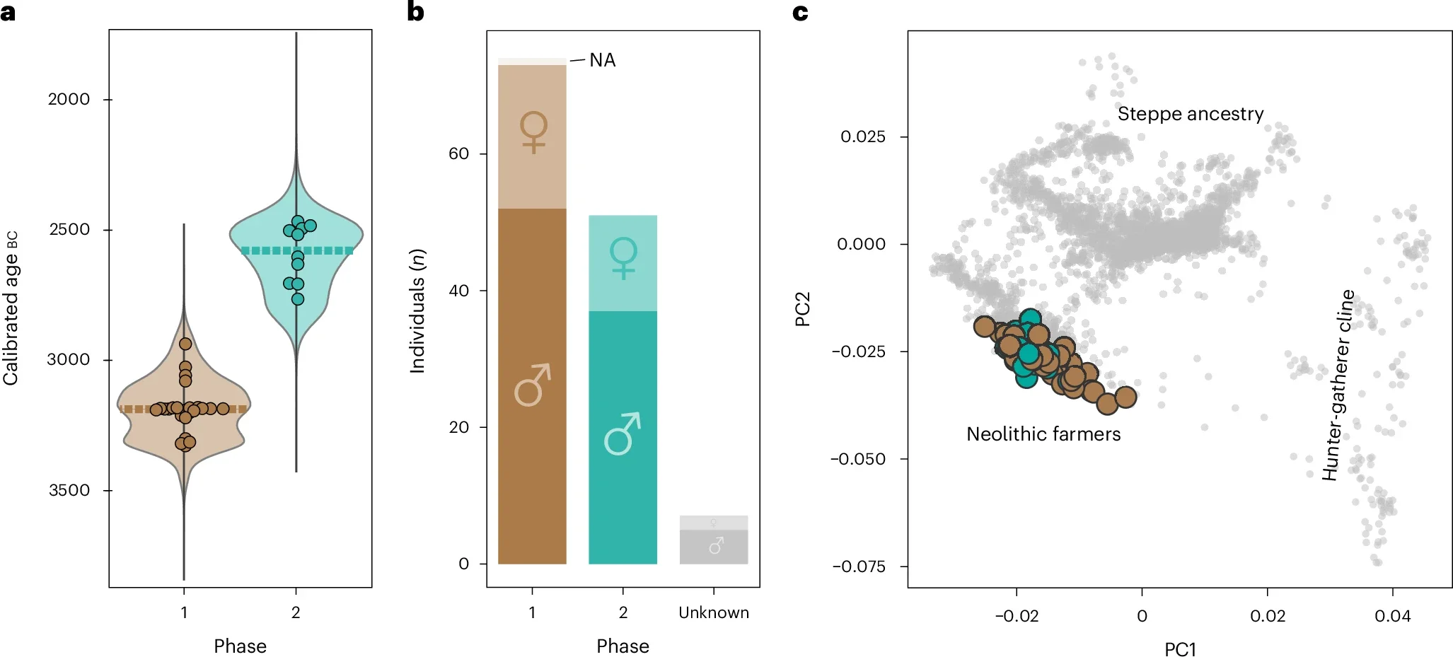 a, Kernel density calibration curves for all radiocarbon-dated individuals included in the genetic program in Phase 1 (brown) and Phase 2 (teal). b, Number of males and females buried in the different use phases with coverage >×0.01. c, PCA showing the genetic ancestry of the samples from Bury.